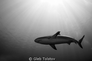 Sun rays by Gleb Tolstov 